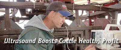 ImpactReports>Ultrasound Cattle
